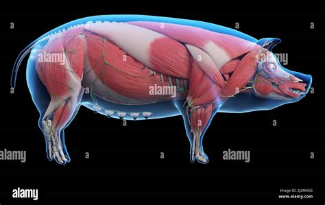 Anatomia Del Cerdo Sistema Fotograf As E Im Genes De Alta Resoluci N