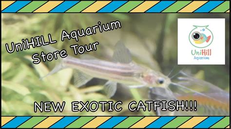 Unihill Aquarium Store Tour New Exotic Catfish Youtube