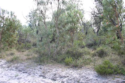 Geomorphology Of Swan Coastal Plain Garry Middle Visionenvironment