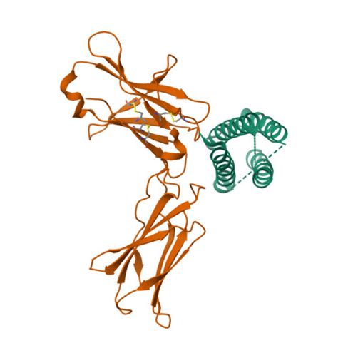 Rcsb Pdb 7z3q Crystal Structure Of The Human Leptin Lepr Crh2