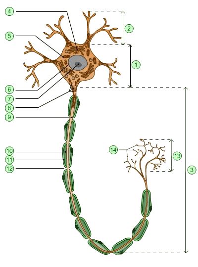 Musibiol Schéma Du Neurone