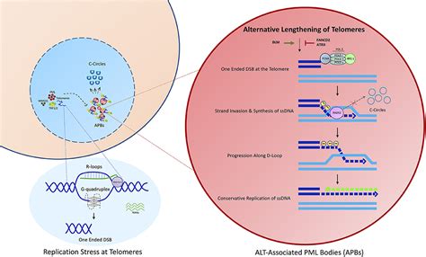 Frontiers Alternative Lengthening Of Telomeres In Pediatric Cancer