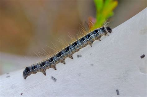 Eastern Tent Caterpillar | Focusing on Wildlife