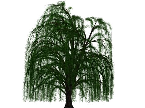 Willow Tree PNG Transparent Willow Tree PNG HDPng