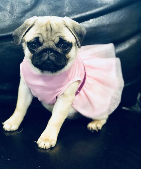 Pug Puppy Pug With Dress Atelier Yuwaciaojp