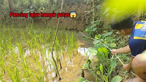 Pasang Pancing Tajur Di Sawah Yang Dihuni Gabus Monster Youtube