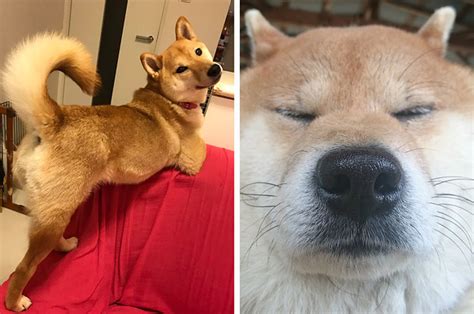 Everything You Need To Know About The Sexy Shiba Inu Going Viral In Japan