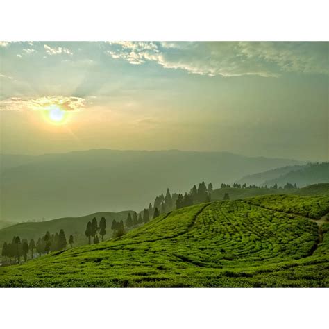 Kanyam Ilam Kanyam Ilam Nepal Kanyam Tea Garden