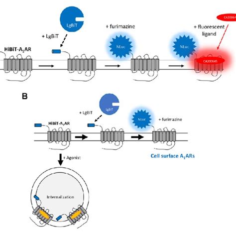 Pdf Nanobit Complementation To Monitor Agonist Induced Adenosine A 1 Receptor Internalization