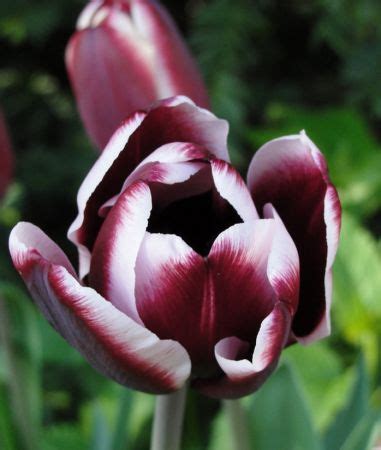 Triumph Tulpe Tiramisu