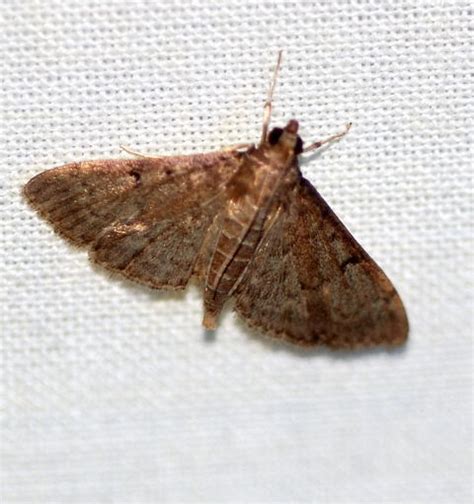 Florida Moth Herpetogramma Phaeopteralis Bugguidenet