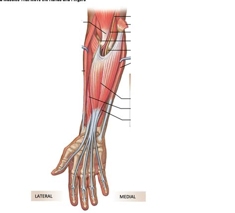 Hand And Fingers Diagram Quizlet