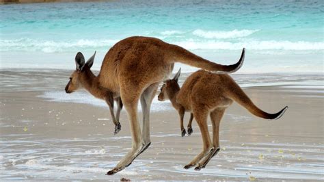 Kangaroo Desktop Wallpapers Top Free Kangaroo Desktop Backgrounds