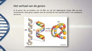 Genen Genotype Fenotype En Karyogram Ppt