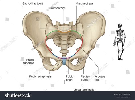 Pelvis Ligaments D Images Stock Photos Vectors Shutterstock