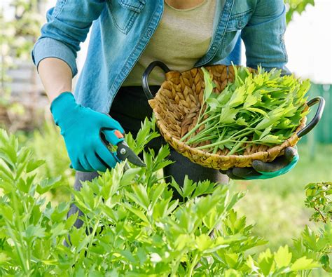 Best drought-tolerant herbs: top plants for dry gardens | Homes and Gardens