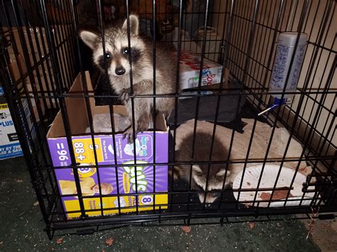 Are raccoons allowed here? : r/aww