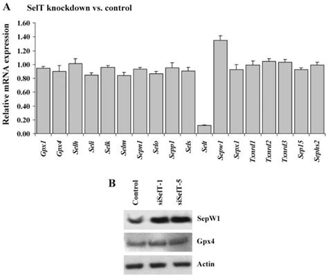 Selenoprotein T Deficiency Alters Cell Adhesion And Elevates