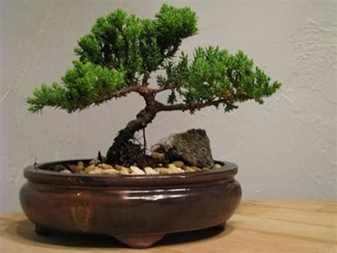 Japanese Juniper Bonsai Tree: Long-lived and Perfect Tree Shape