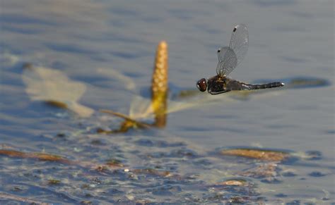 Leucorrhinia Caudalis Lilypad Whiteface Sierlijke Witsnu Flickr