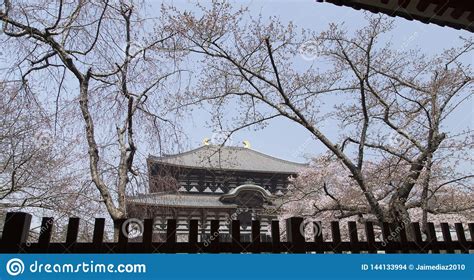 Templo De Todai Ji Durante La Flor De Cerezo En Nara En Jap N Foto De