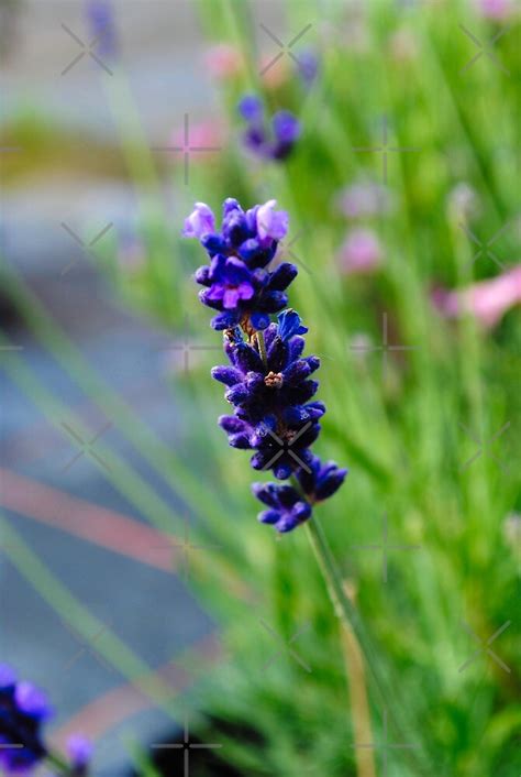 "Blue and Purple Lavender Flower" by PinchiDesign | Redbubble