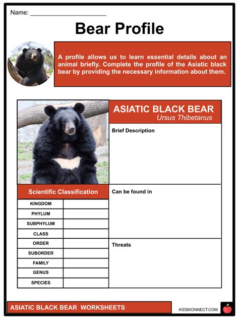 Asiatic Black Bear Facts & Worksheets | Behavior, Habitat, Status