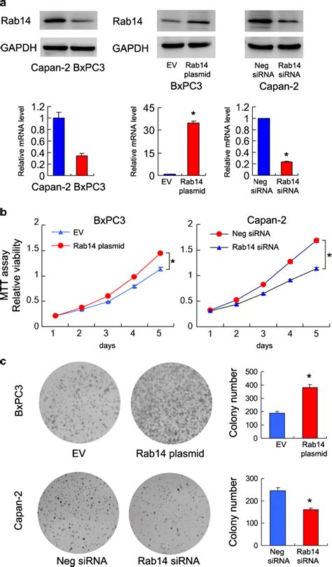 Rab14 Promotes Cancer Cell Proliferation A Western Blot Of Rab14