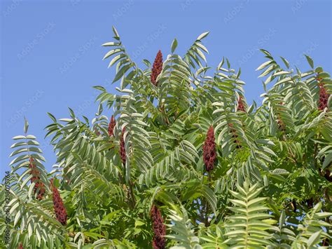 Rhus Typhina Le Sumac Vinaigrier Ou Sumac De Virginie Stock Photo