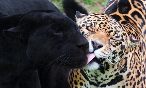 Jaguar Black Panther *** wallpaper | animals | Wallpaper Better