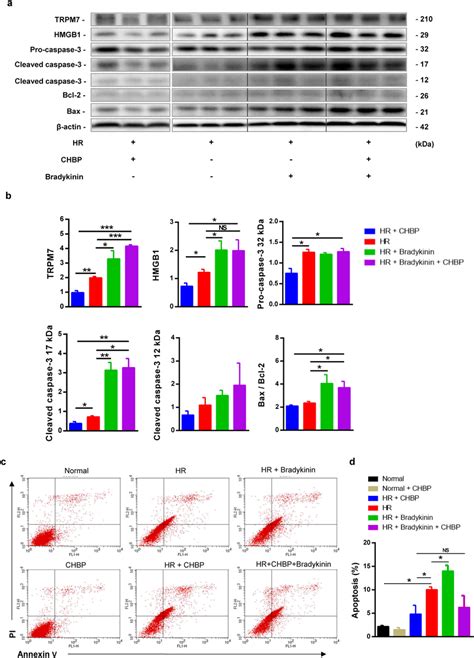 Specific Trmp7 Agonist Bradykinin Aggravated Inflammation And Apoptosis