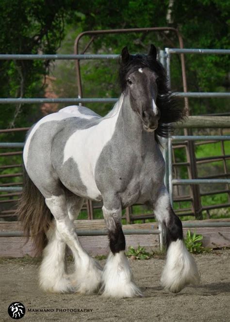 2 yr old blue roan tobiano filly_Thunder Dreams in Blue Jeans Cute ...