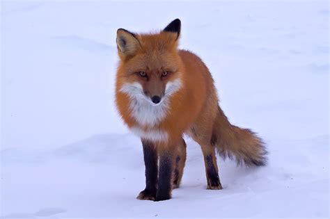 Fox Red Fox Snow Wallpaper - Resolution:2048x1362 - ID:202965 - wallha.com