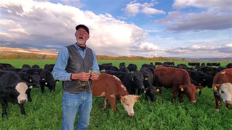 Grazing Fall Alfalfa Youtube