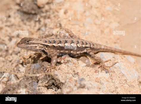 Male Eastern Fence Lizard Enjoying Sunshine In Early Spring Stock Photo