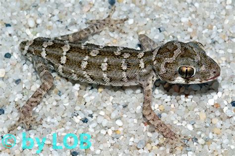 Hemidactylus imbricatus