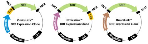 Omicslink Expression Ready Orf Cdna Vectors Genecopoeia