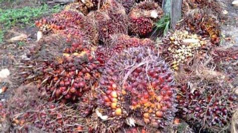 Update Harga TBS Sawit Di Mukomuko Bengkulu Naik Rp 20 Per Kg