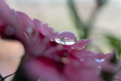 Kostenlose foto Wassertropfen Blume Blütenblatt Natur Frühling