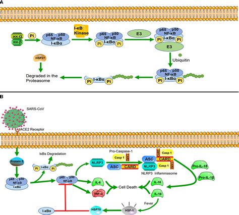 Frontiers Heat Shock Proteins And Viral Infection