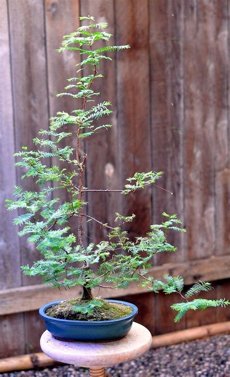 Metasequoia Glyptostroboides The Dawn Redwood Is A Fast Growing