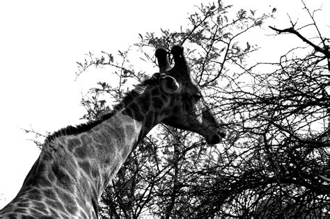 Black And White Giraffe Grazing Free Stock Photo Public Domain Pictures