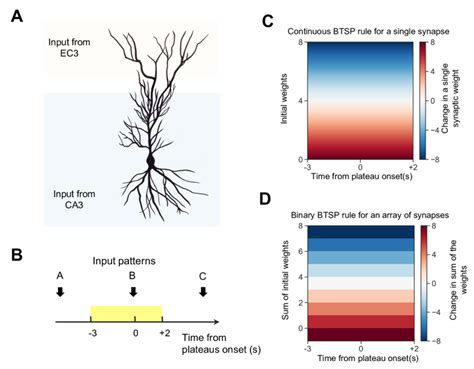 Illustration Of BTSP A A CA1 Pyramidal Cell Gets Synaptic Inputs From