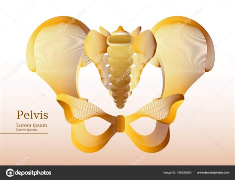 Ilustración Amarilla Abstracta De La Pelvis Humana Anatómica Vector