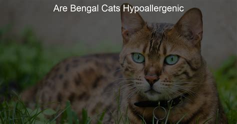 Are Bengal Cats Hypoallergenic - My Wild Cat Life