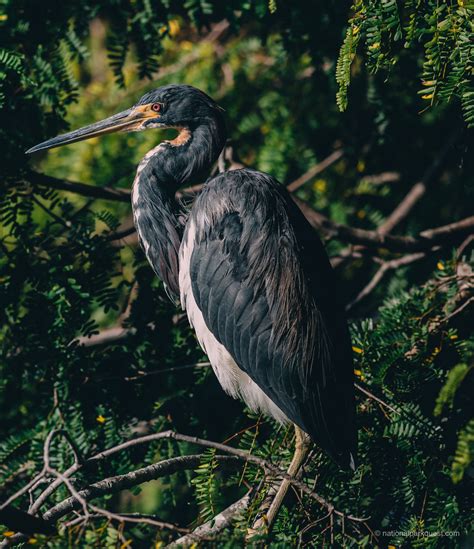 Everglades Andresquintero Flickr