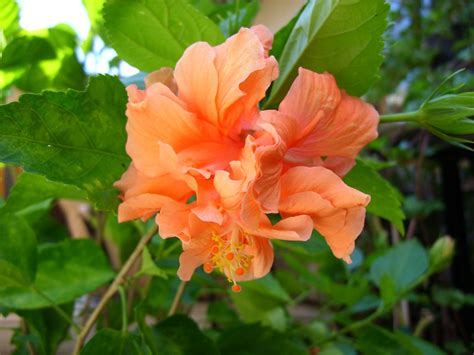 Apricot Brandy Tropical Hibiscus Rosa Sinensis A Fluff Flickr