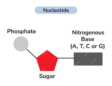 Premium Vector | The Structure Of DNA Nucleotide