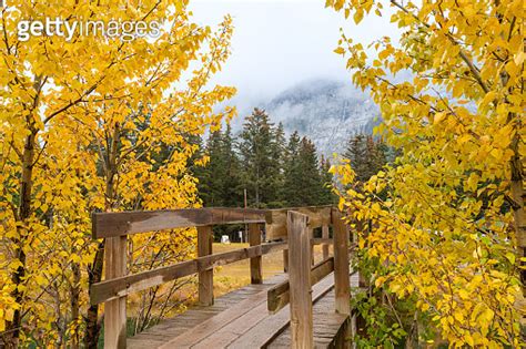 Wooden Bridge Between Two Yellow Autumn Pine Trees And Misty Air Of