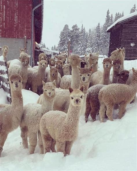 Alpaca farm in Hallingdal, Norway | Cute alpaca, Alpaca farm, Fluffy ...